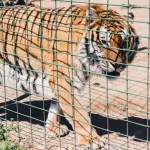 joe-exotic-associates-cause-of-death-confirmed-after-reported-attack-update-on-ryan-easleys-passing