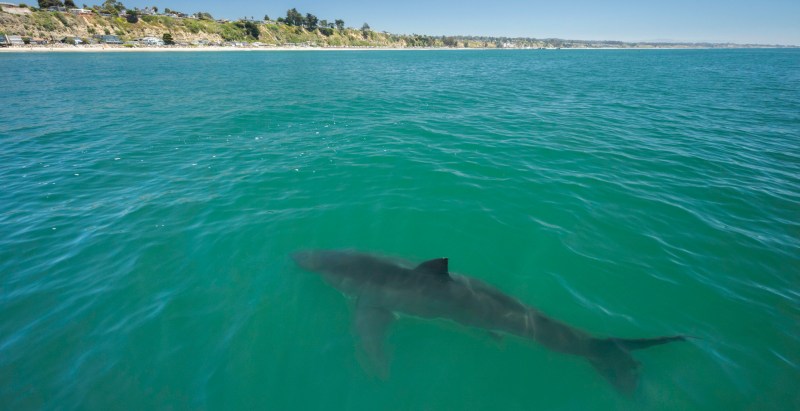 Australian Surfer Left Without A Leg In Horror Shark Attack, It’s Eating Me!