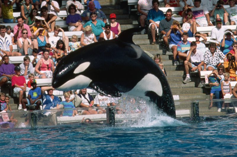 a-beloved-seaworld-killer-whale-has-died