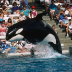 a-beloved-seaworld-killer-whale-has-died
