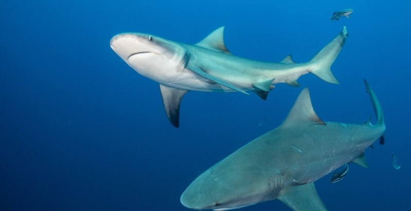 Doctor A Victim Of Another Shark Attack In Popular Beach