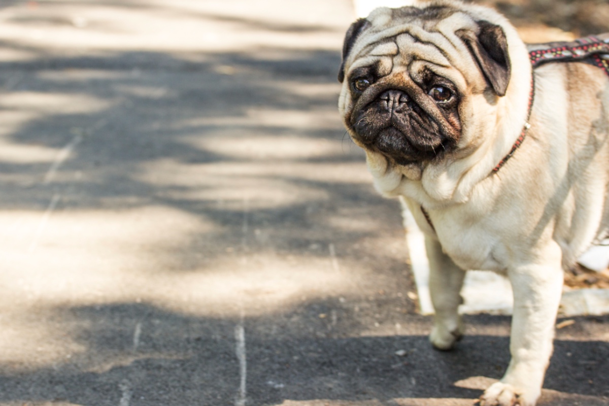 Celebrity Admits He Faked His Dog’s Kidnapping