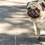 celebrity-admits-he-faked-his-dogs-kidnapping