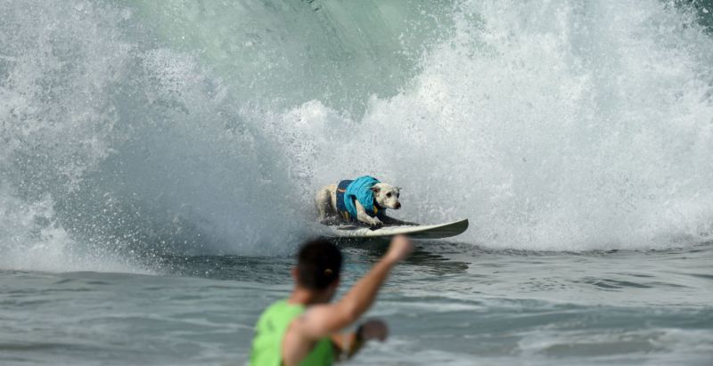 Sugar The Legendary Surfing Californian Dog Has Passed Away After Cancer Battle