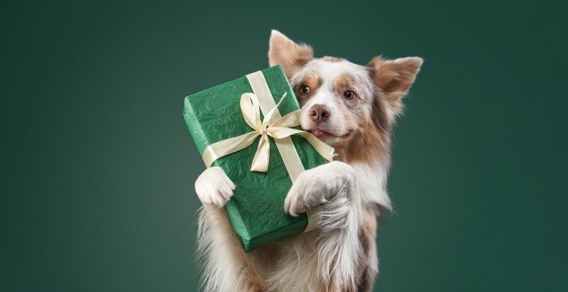 Woman Gives Heartwarming Gift To Service Worker Who Collects Her Trash With Her Dog