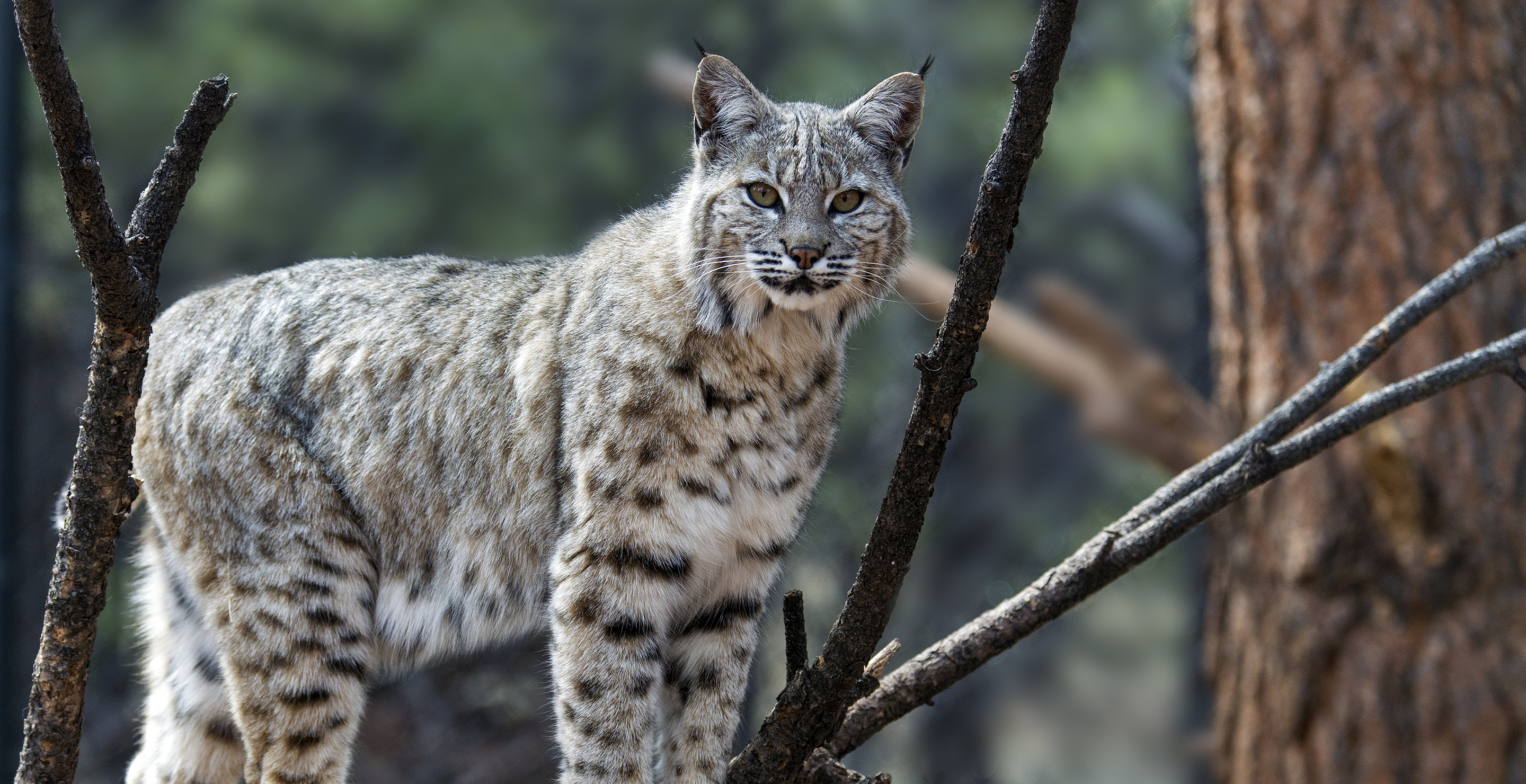 Wisconsin Teen Shares The Moment A Bobcat Snuck Up Behind Him In Wild Video