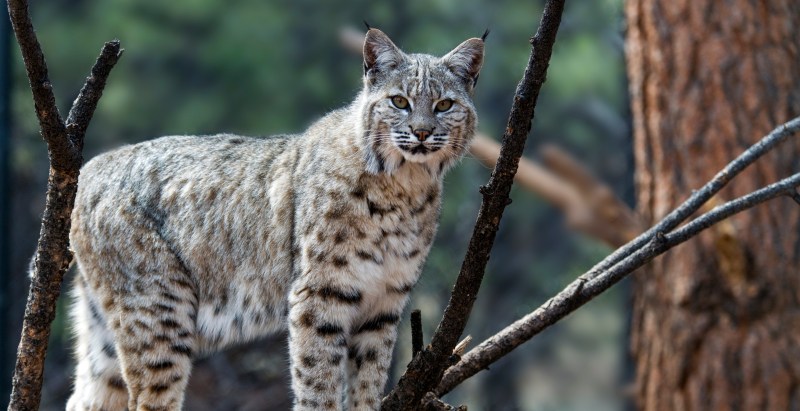 Wisconsin Teen Shares The Moment A Bobcat Snuck Up Behind Him In Wild Video