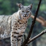 Wisconsin Teen Shares The Moment A Bobcat Snuck Up Behind Him In Wild Video