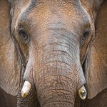millionaire-and-big-game-hunter-dies-after-being-charged-by-elephants-ernie-dosio-was-75