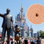 walt-disney-world-hit-with-lawsuit-over-alleged-resort-bed-bug-infestation