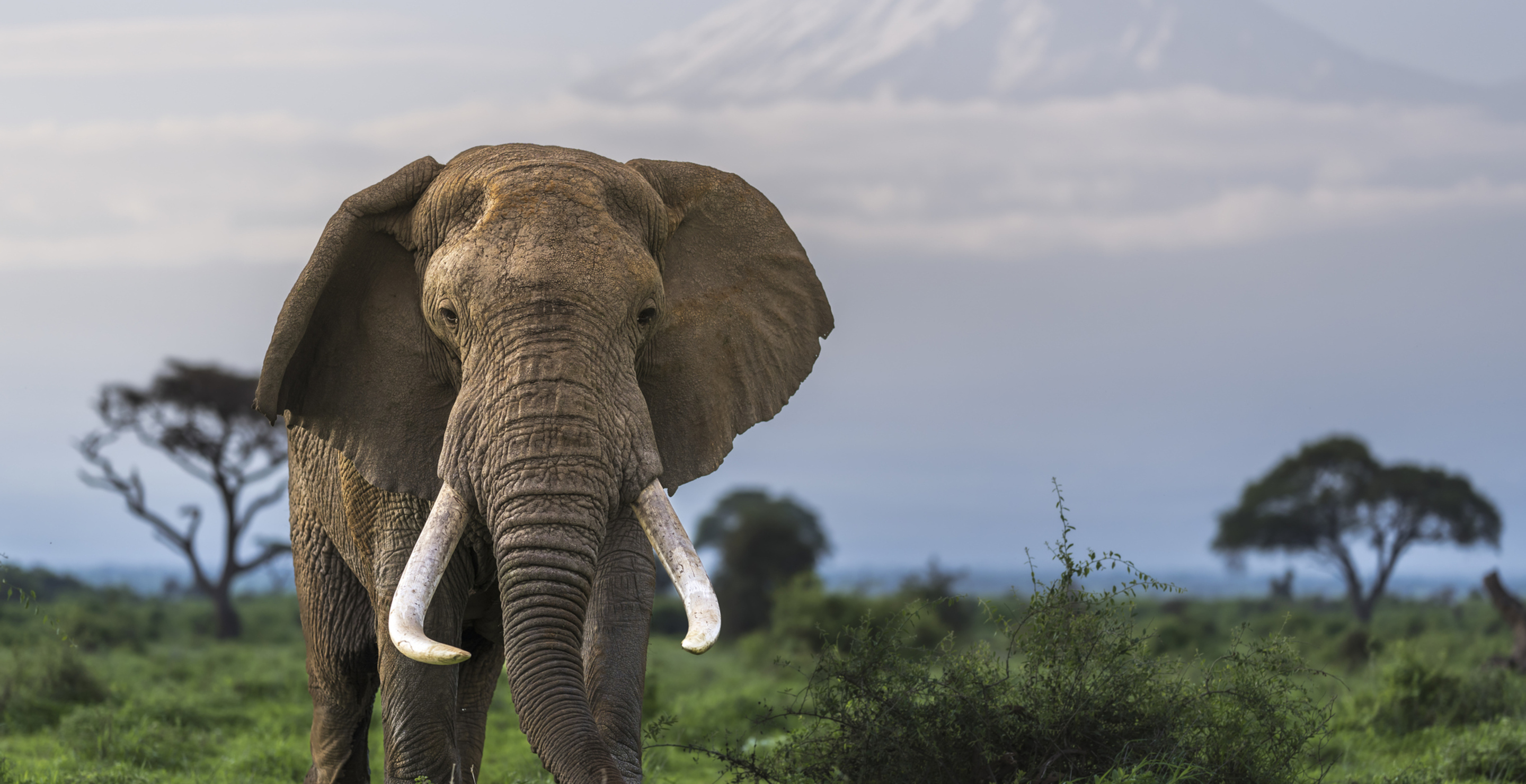 Elephant Went On Rampage After Escaping, 1 Man Dead