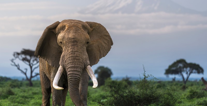 Elephant Went On Rampage After Escaping, 1 Man Dead