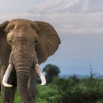 Elephant Went On Rampage After Escaping, 1 Man Dead