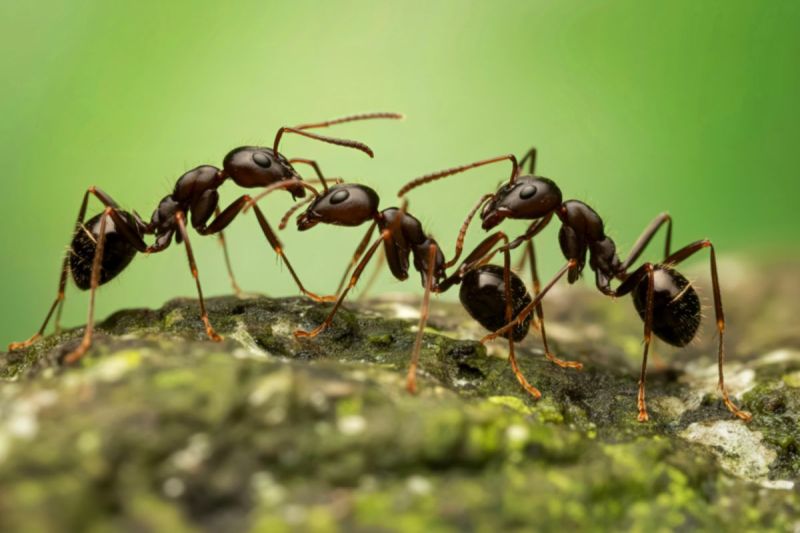 comedian-reveals-she-was-once-hospitalized-for-eating-ant-poison