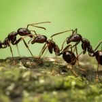 comedian-reveals-she-was-once-hospitalized-for-eating-ant-poison
