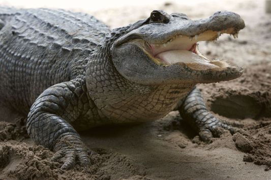 looksmaxxing-influencer-charged-after-shooting-at-alligator
