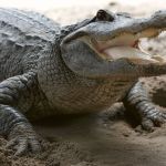 looksmaxxing-influencer-charged-after-shooting-at-alligator