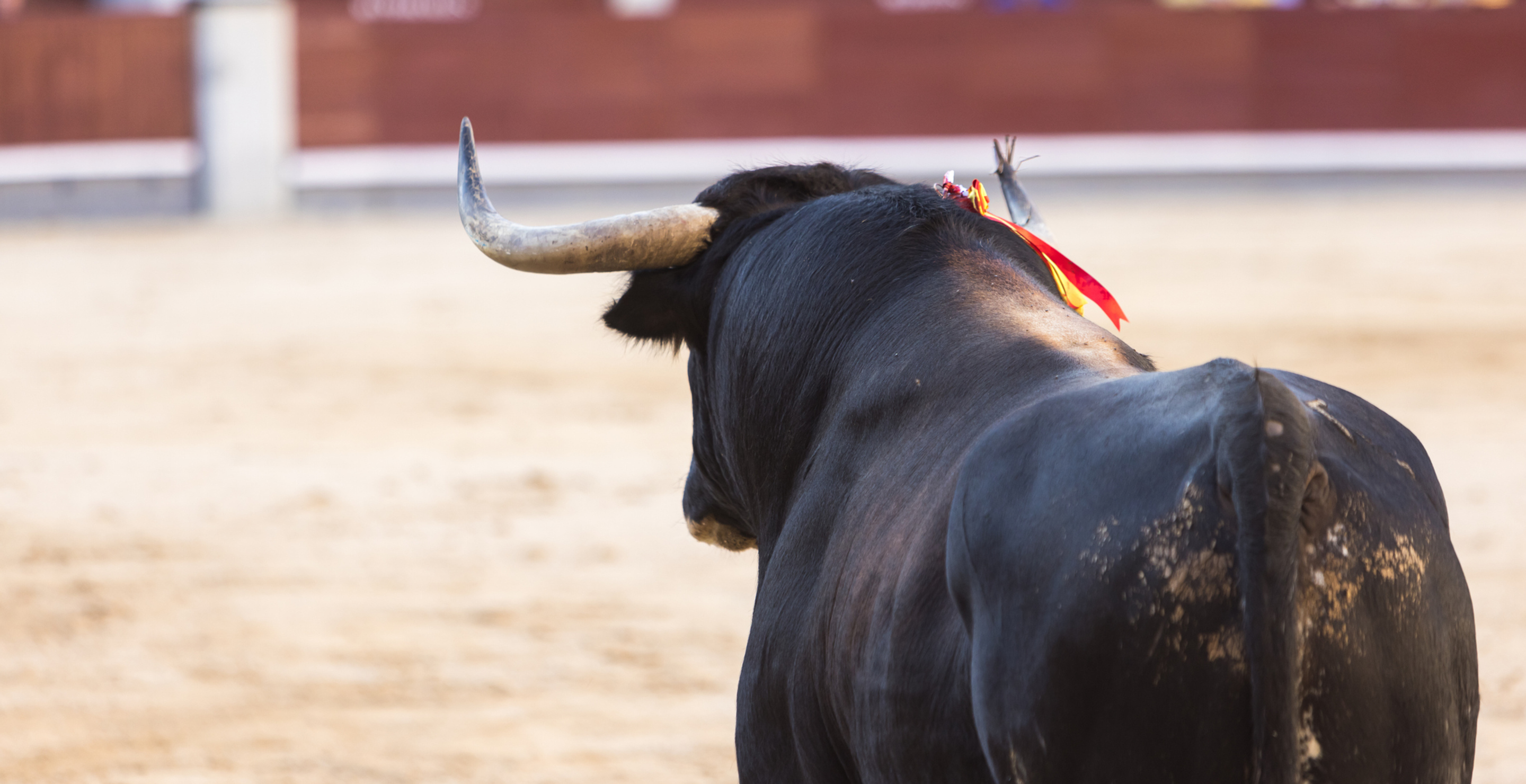 Shocking Video Shows Bull Rider Trampled, Requires Hospitalization