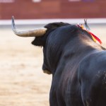 Shocking Video Shows Bull Rider Trampled, Requires Hospitalization