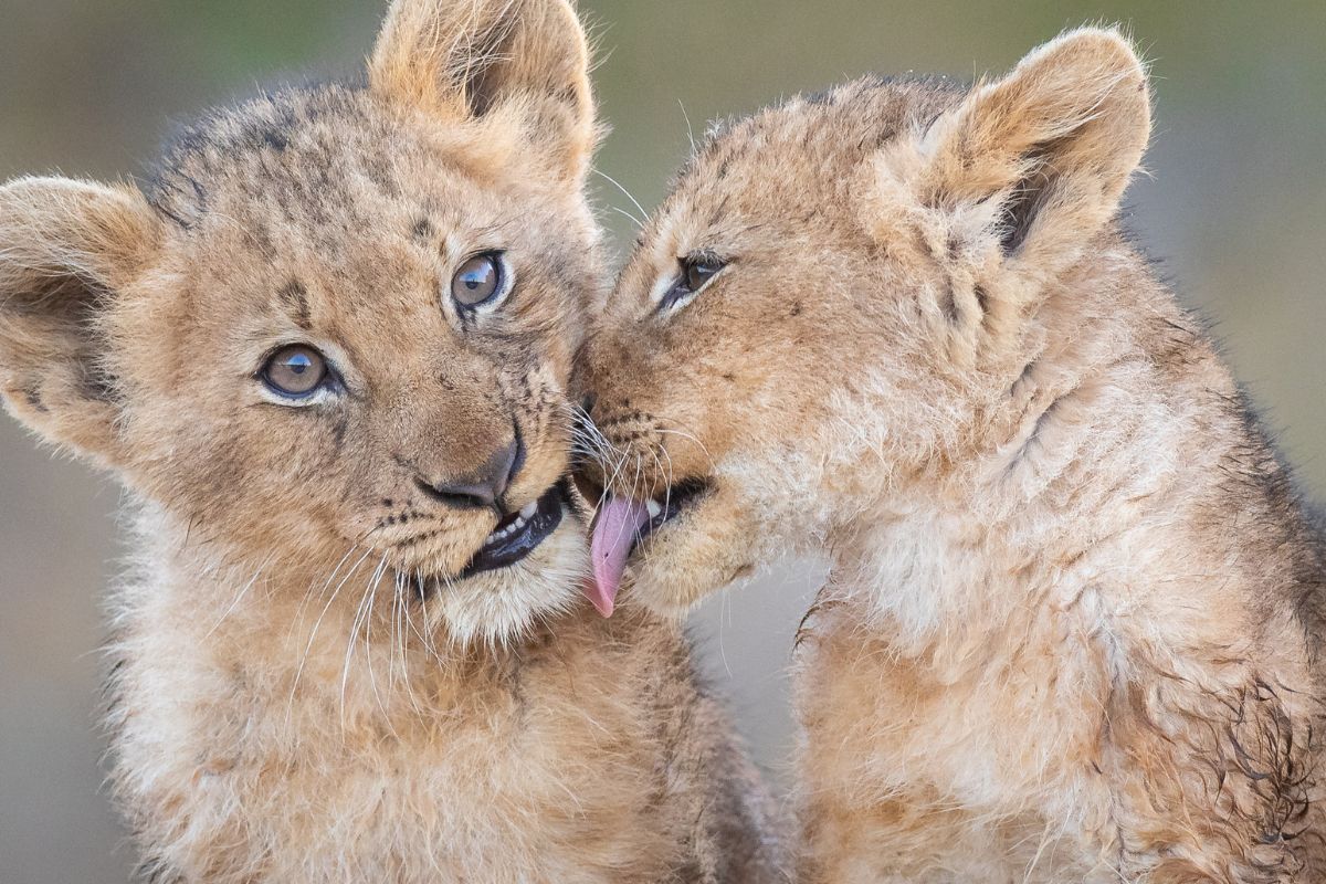 Lion Cub Attacks TV Host