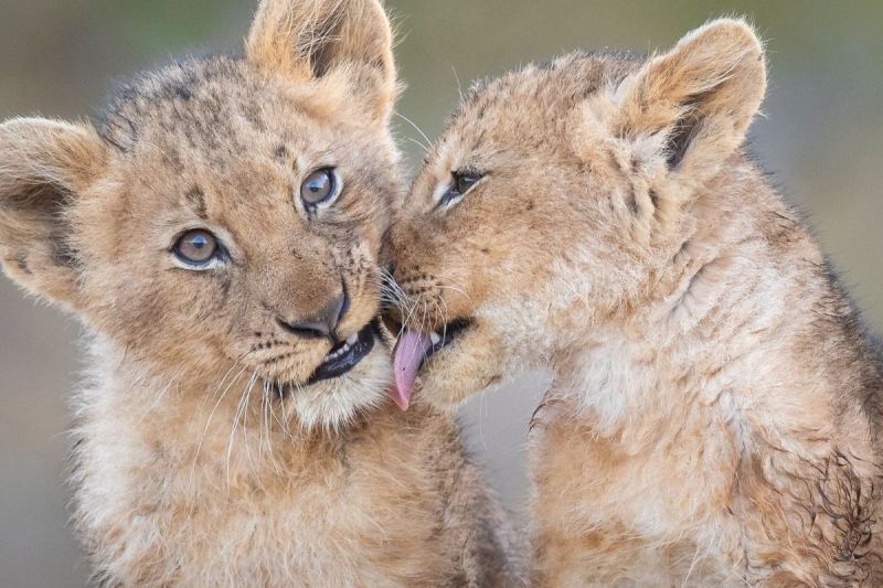 lion-cub-attacks-tv-host
