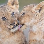 lion-cub-attacks-tv-host