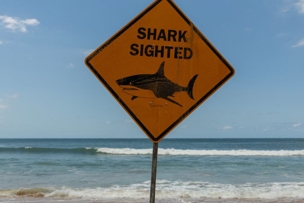 ‘Highly Aggressive Shark Attacks’ Inspire ‘Catching a Killer’ Shark Week Special