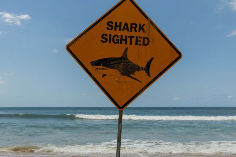 highly-aggressive-shark-attacks-inspire-catching-a-killer-shark-week-special