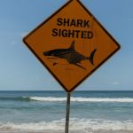 highly-aggressive-shark-attacks-inspire-catching-a-killer-shark-week-special