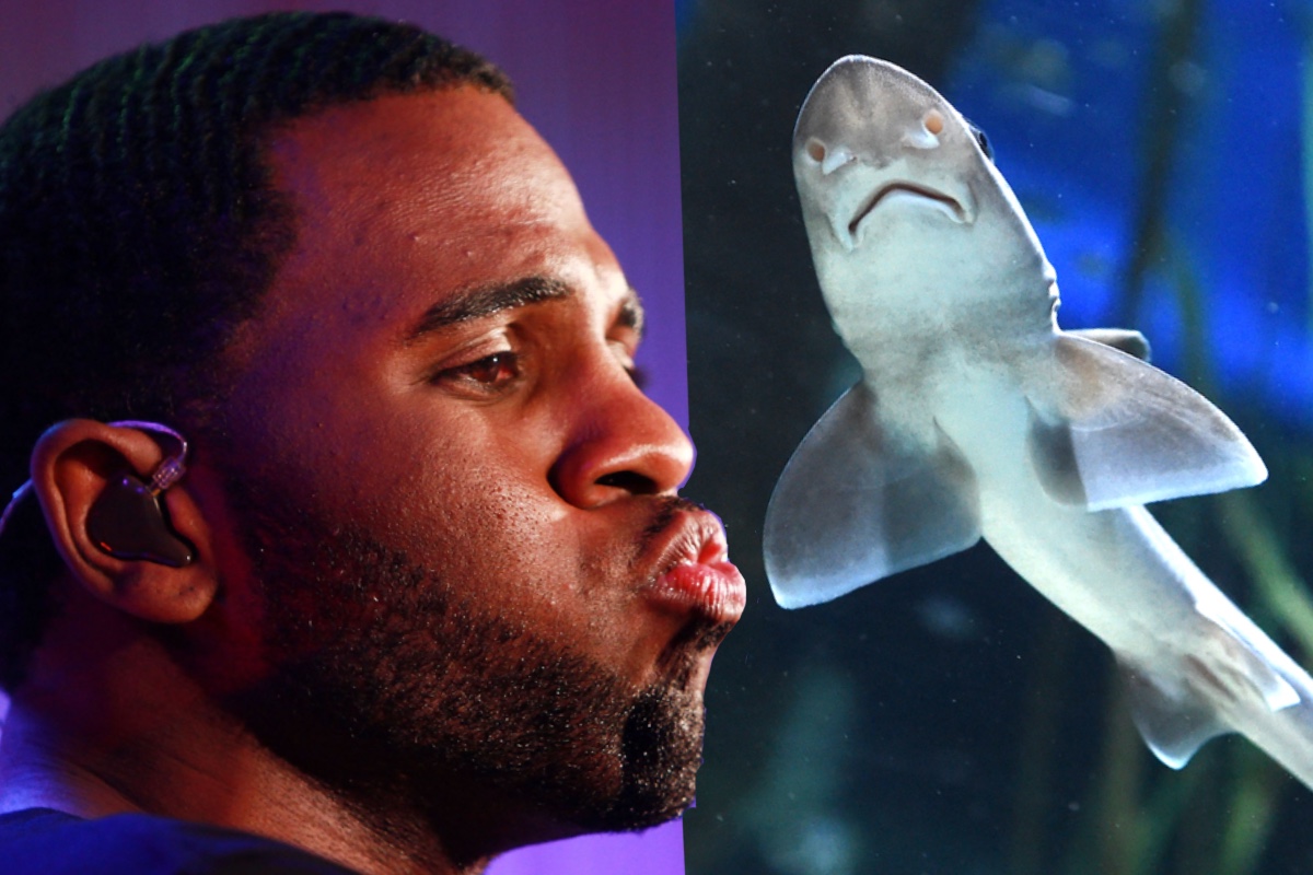 Jason Derulo Ripped for Adopting Pet Sharks, and He’s Now Responding