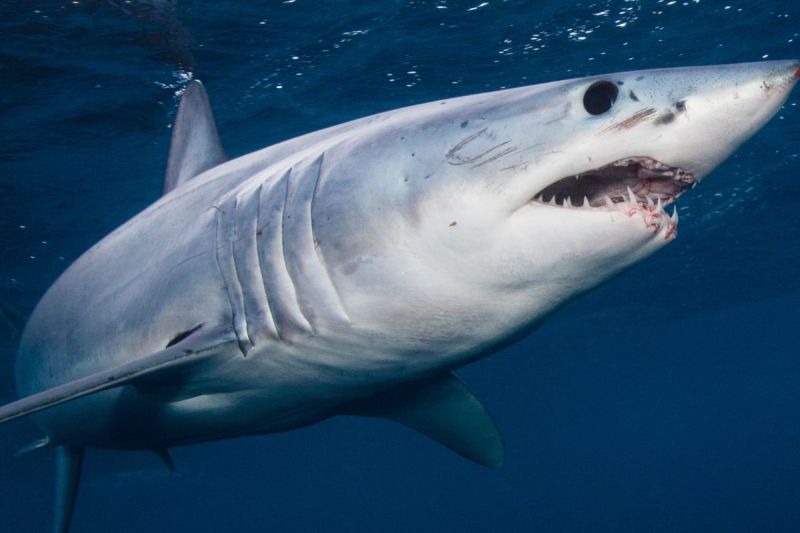 rumored-20-foot-mega-hunting-shark-could-be-swimming-near-us-coast-new-shark-week-special-investigates