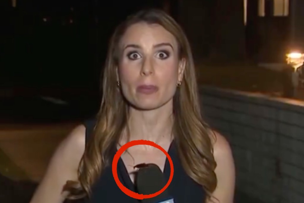 watch-giant-bug-lands-on-tv-news-reporter-during-live-broadcast-circle