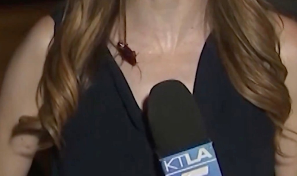 watch-giant-bug-lands-on-tv-news-reporter-during-live-broadcast
