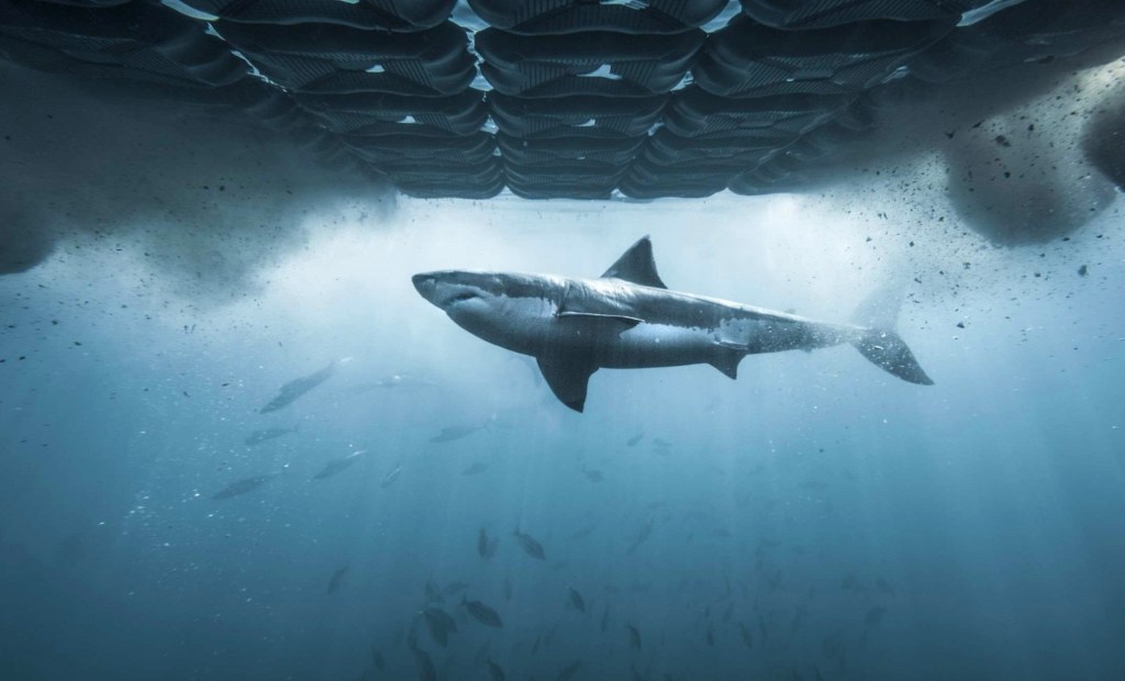 woman-with-shark-boyfriend-to-be-profiled-in-my-strange-shark-addiction-special