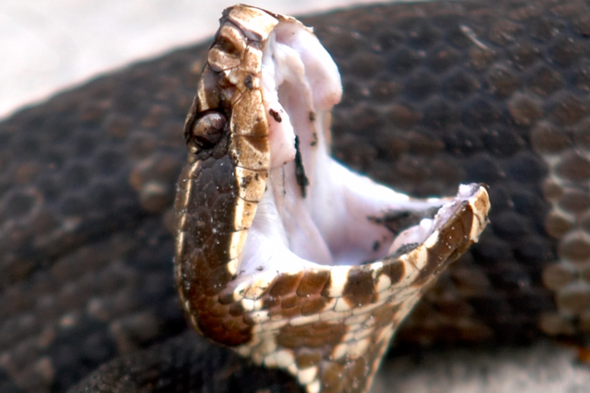 high-school-football-player-discovers-cottonmouth-snake-inside-his-helmet