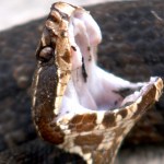 high-school-football-player-discovers-cottonmouth-snake-inside-his-helmet