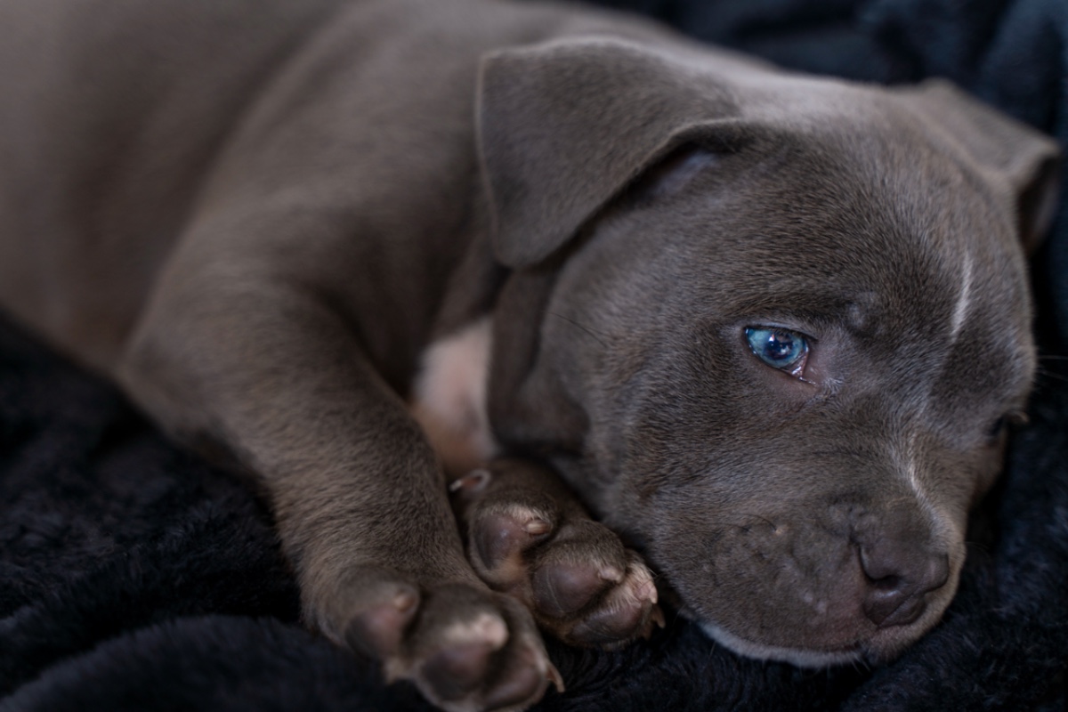 Owners of Instagram-Famous Dogs Reveal They’ve Rehomed New Puppy in ‘Heartbreaking Decision’