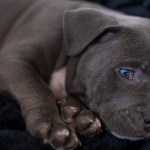 owners-of-instagram-famous-dogs-reveal-theyve-rehomed-new-puppy-in-heartbreaking-decision
