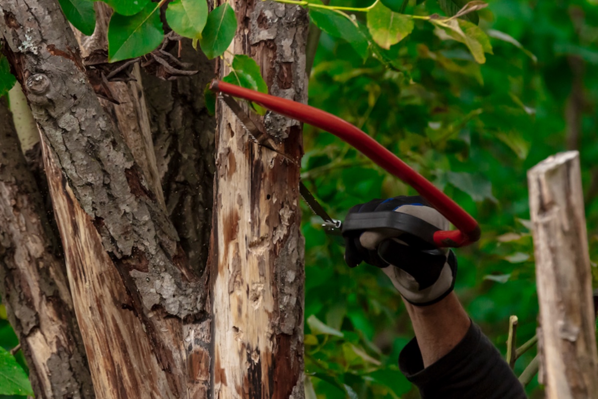Prince Mongo Dies While Trimming Tree in His Yard