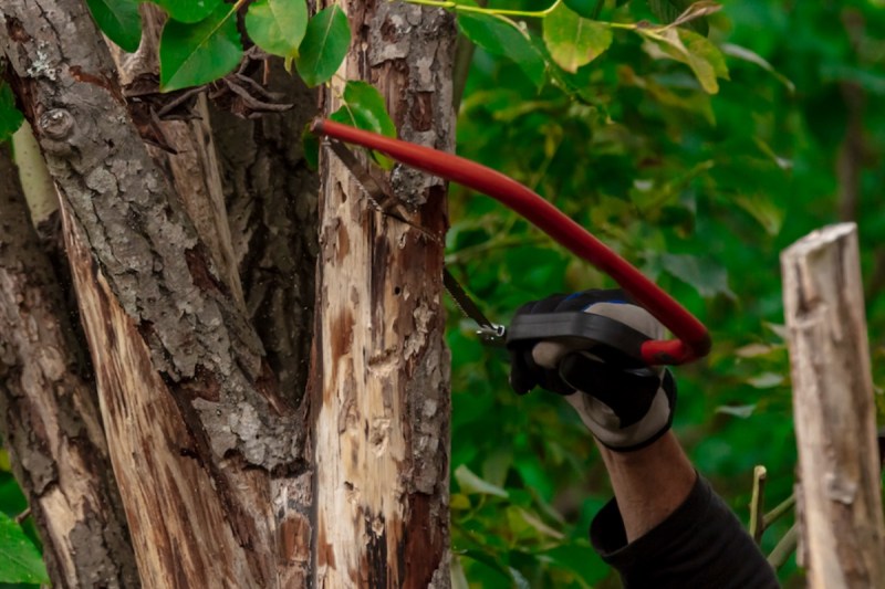 prince-mongo-dies-while-trimming-tree-in-his-yard