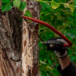 prince-mongo-dies-while-trimming-tree-in-his-yard