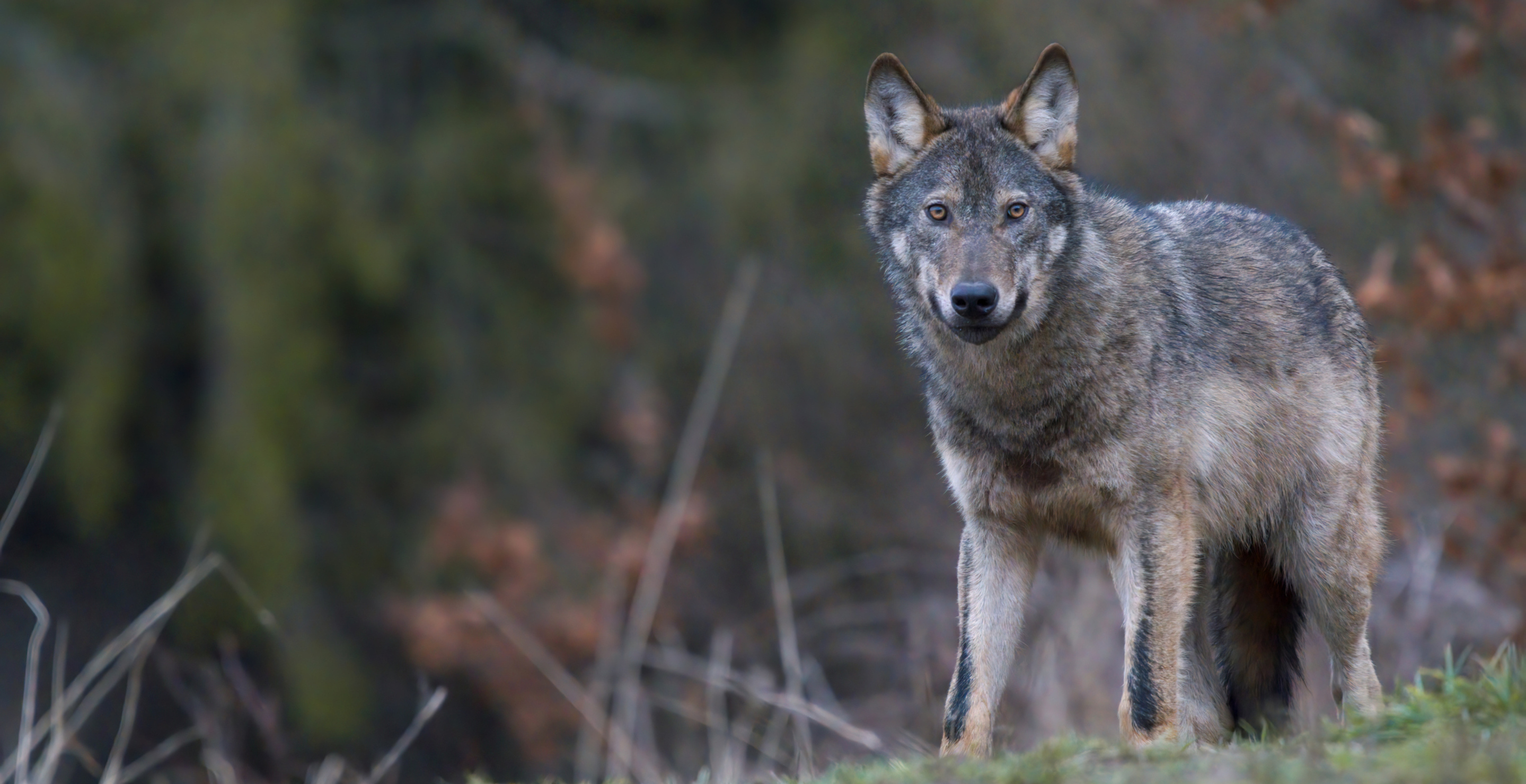 The 'Wolf Boy,' Who Grew up in the Wild After Being Abandoned, Has Died