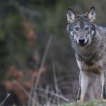 The 'Wolf Boy,' Who Grew up in the Wild After Being Abandoned, Has Died